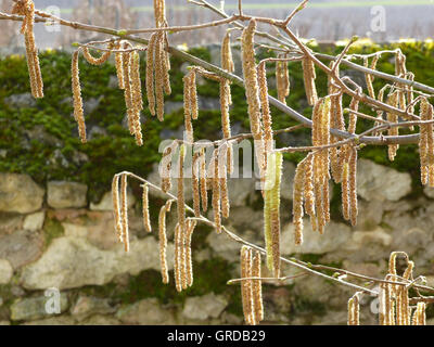 Blühende Hazel Bush Stockfoto