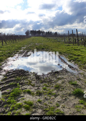 Pfütze mit Wolken Reflexion In der Landschaft, Wein-Region Rhinehesse Stockfoto