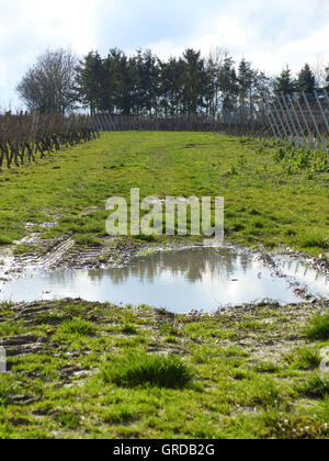 Pfütze mit Reflexion In der Landschaft, Wein-Region Rhinehesse Stockfoto