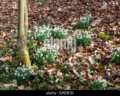 Blühende Schneeglöckchen, Galanthus Nivalis, auf Waldboden Stockfoto