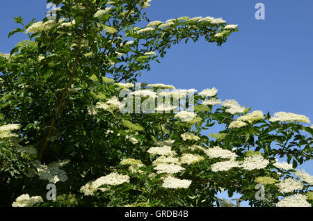 Blühen ältere Bush Stockfoto