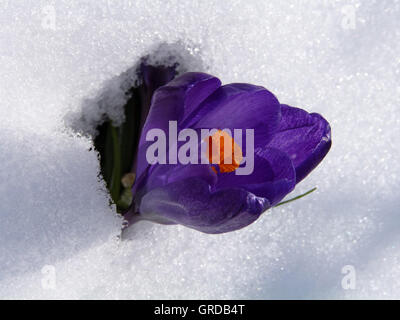 Violette Krokusse blühen im Schnee Stockfoto