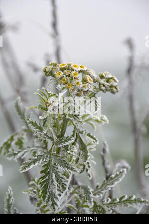 Gefrostet gemeinsame Rainfarn Tanacetum Vulgare Stockfoto