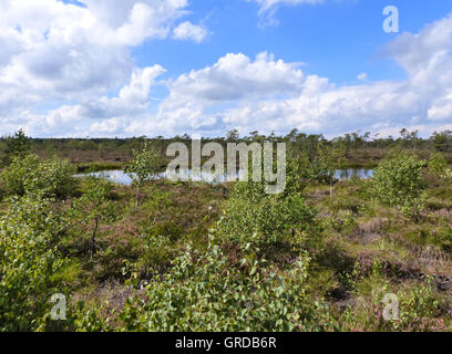 Moor Auge, schwarze Moor In der Rhön Stockfoto