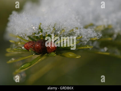 Schnee und Eis auf Tannennadeln, Makro Stockfoto