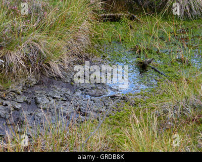 Schwarzes Moor In der Rhön, Morast Stockfoto