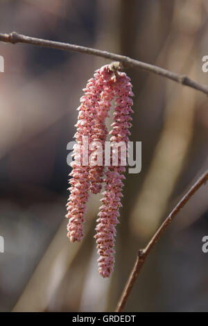 Blüten der Haselnuss, Allergene Stockfoto