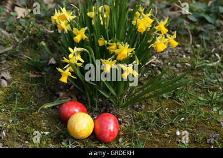 Ostern, farbige Ostereier versteckt neben Narzissen Stockfoto