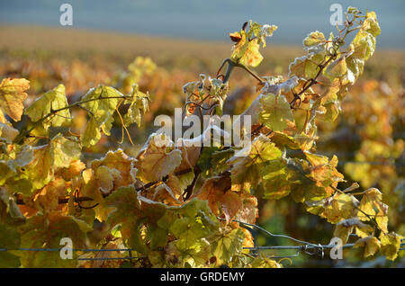 Herbst Weinblätter in den Weinbergen, verziert mit Eiskristallen vor dem ersten Frost, Weinregion Stockfoto