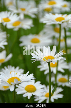 Viele blühende Margeriten auf einer Wiese Stockfoto