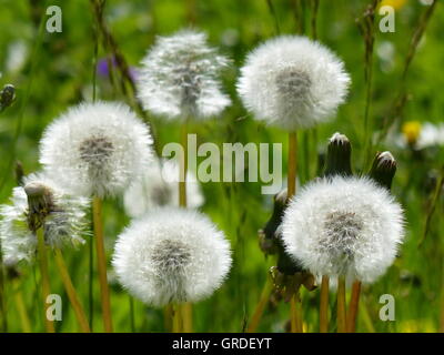 Blowballs auf einer Wiese Stockfoto
