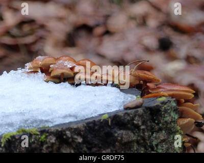 Braune Pilze an und auf einem Baumstumpf mit Schnee und Eis Stockfoto