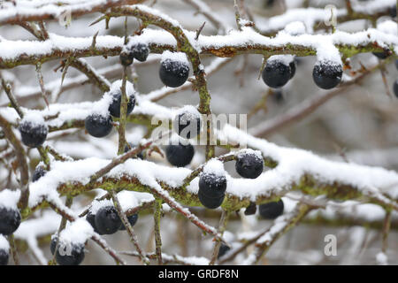 Reife Schlehen, Snowy Stockfoto