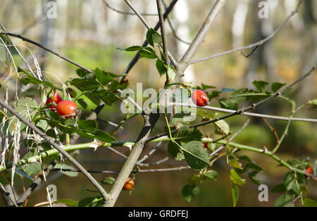 Hagebutten auf Wild Rose Bush Stockfoto