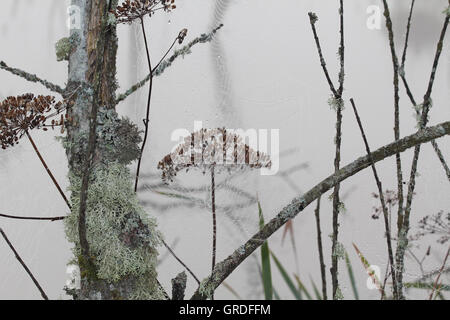 Moor Schönheit, Spinnweben mit Tausenden von Wassertropfen hängen zwischen Zweigen, vertrockneten Gräsern und Stamm mit Flechten bedeckt Stockfoto