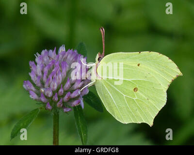 Brimstone Schmetterling Gonepteryx Rhamni auf Klee Blüte Stockfoto