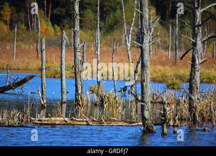 Renaturierung im Schwenninger Moos, Renaturierung von Moor, Baden-Württemberg, Deutschland, Europa Stockfoto