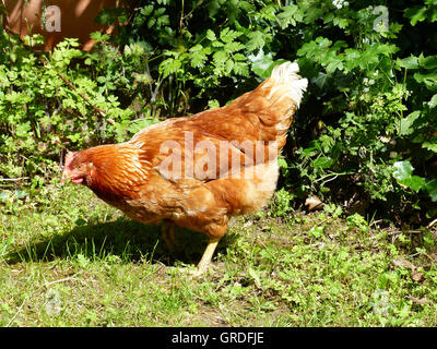 Glücklich braune Henne, die frei im Garten herumlaufen Stockfoto