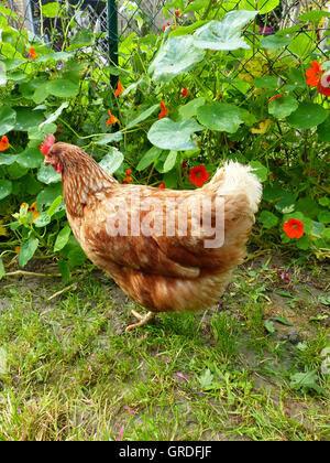 Glücklich braune Henne, die frei im Garten herumlaufen Stockfoto