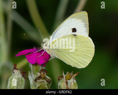 Brimstone Schmetterling auf eine rosa Blume, Gonepteryx Rhamni Stockfoto