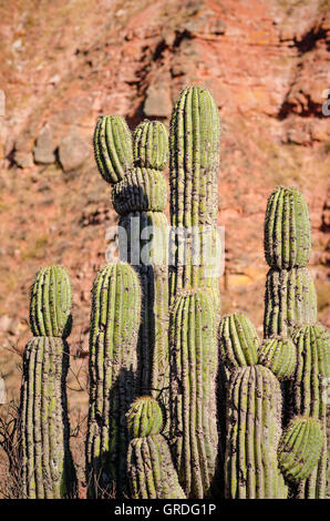 Cardon-Kaktus wächst in den argentinischen Hochland Stockfoto