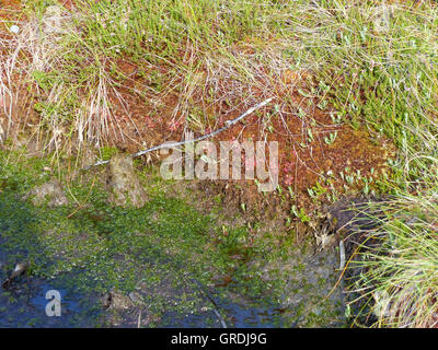 Sonnentau, fleischfressende Pflanze, Drosera Rotundifolia, schwarzes Moor In der Rhön Stockfoto