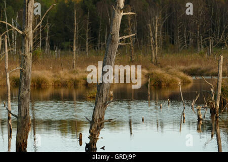 Schwenninger Moos, Ursprung des Neckars Stockfoto