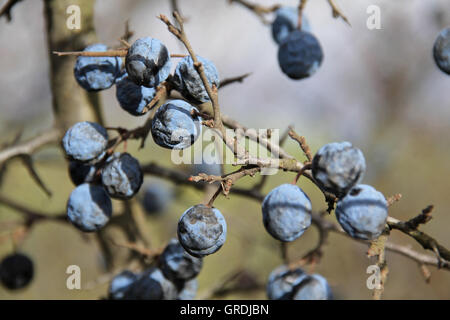 Schlehen Stockfoto