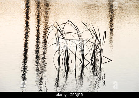 Gräser spiegelt sich im Wasser, Schwenninger Moos, Ursprung des Neckars Stockfoto