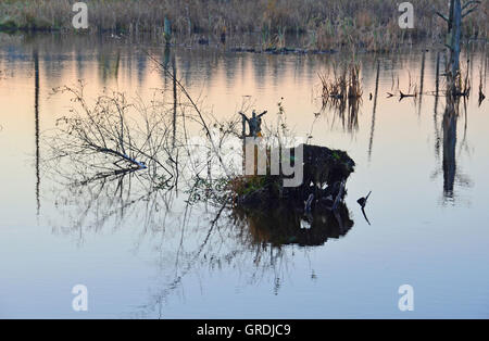 Schwenninger Moos In den frühen Morgenstunden, Ursprung des Neckars, entwurzelt Baum im Wasser schwimmende Stockfoto