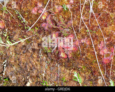 Sonnentau, fleischfressende Pflanze, Drosera Rotundifolia, schwarzes Moor In der Rhön Stockfoto