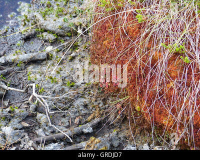 Gemeinsamen Sonnentau fleischfressende Pflanze Drosera Rotundifolia mit Morast im schwarzen Moor In der Rhön Stockfoto