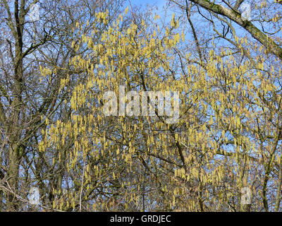 Blühende Hazel Bush, Allergene Stockfoto