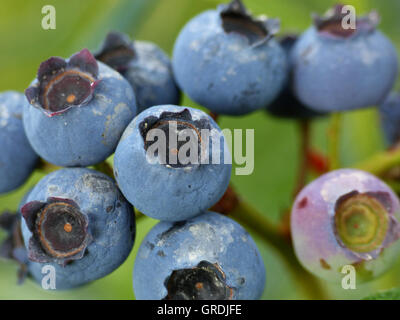 Blaubeeren, Vaccinium Myrtillus Stockfoto