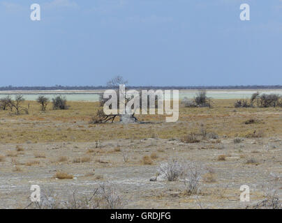 Termite Mound In Etosha-Pfanne Stockfoto