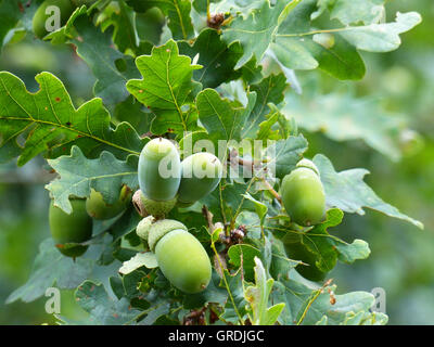 Gemeinsamen Eiche, Quercus Robur Stockfoto