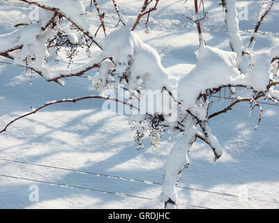 Winter In der Weinregion Rheinhessen, verschneiten Rebe im verschneiten Weinberg Stockfoto