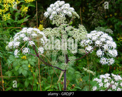 Poison Schierling, Conium Maculatum Stockfoto