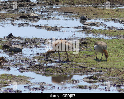 Nil-Gans, Alopochen Aegyptiacus Namibia Stockfoto