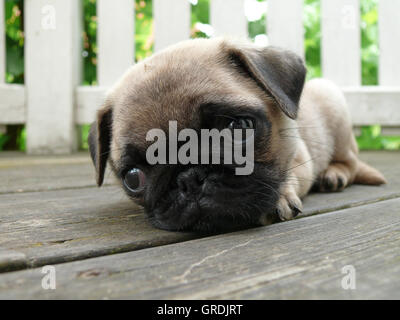 Zehn Wochen jungen Mops Welpen Stockfoto