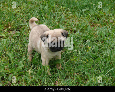 Zehn Wochen jungen Mops Welpen Stockfoto