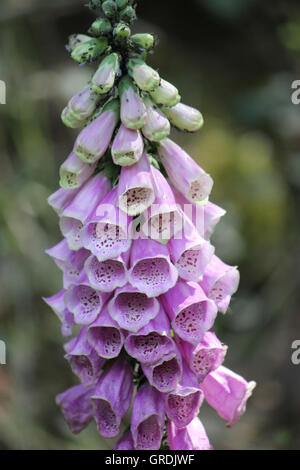 Fingerhut Digitalis Purpurea mit schwarzen Blattläuse Stockfoto