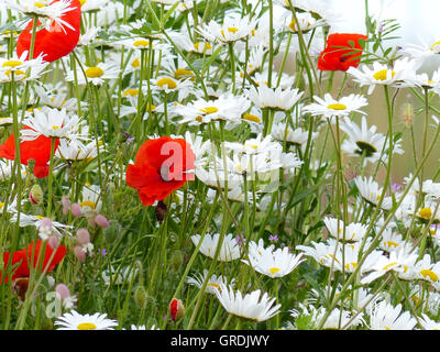 Blumenwiese mit roter Mohn, Papaver Rhoeas und Margeriten Stockfoto