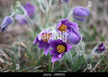 Wilde Pasqueflowers unter Schutz, Pulsatilla Stockfoto