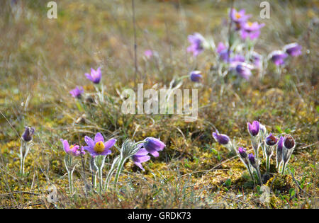 Wilde Pasqueflowers unter Schutz, Pulsatilla Stockfoto