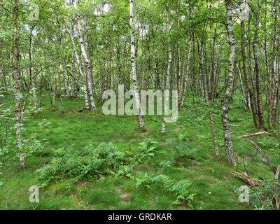 Birken im roten Moor, Rhön, Deutschland Stockfoto