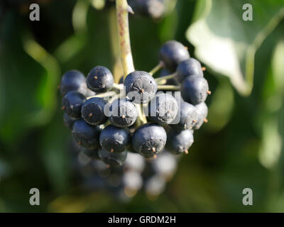 Gemeinsamen Efeu, Hedera Helix Stockfoto