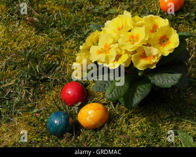 Ostereier, farbige und gelbe Primeln auf einer Wiese Stockfoto