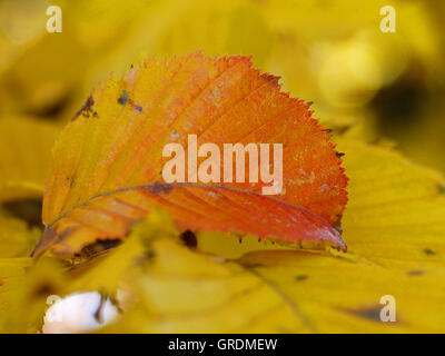 Herbstliche Orange Buch Blatt liegt im Herbst gelb Buche Blätter Stockfoto