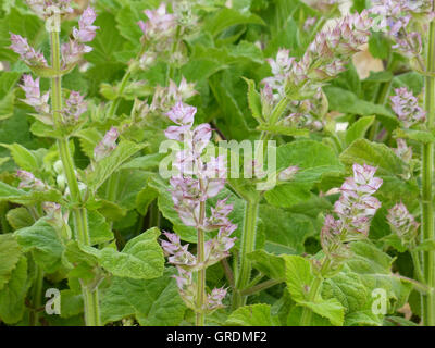 Salbei, Salvia Sclarea Stockfoto